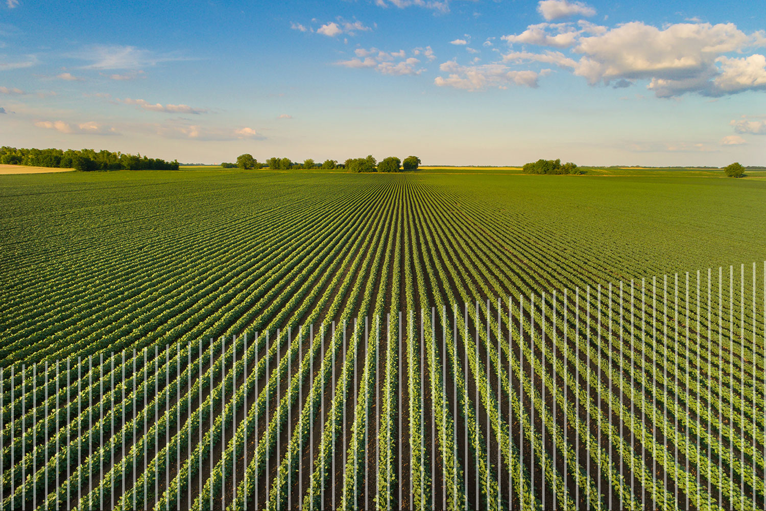 Field of Organic Soybean Crops