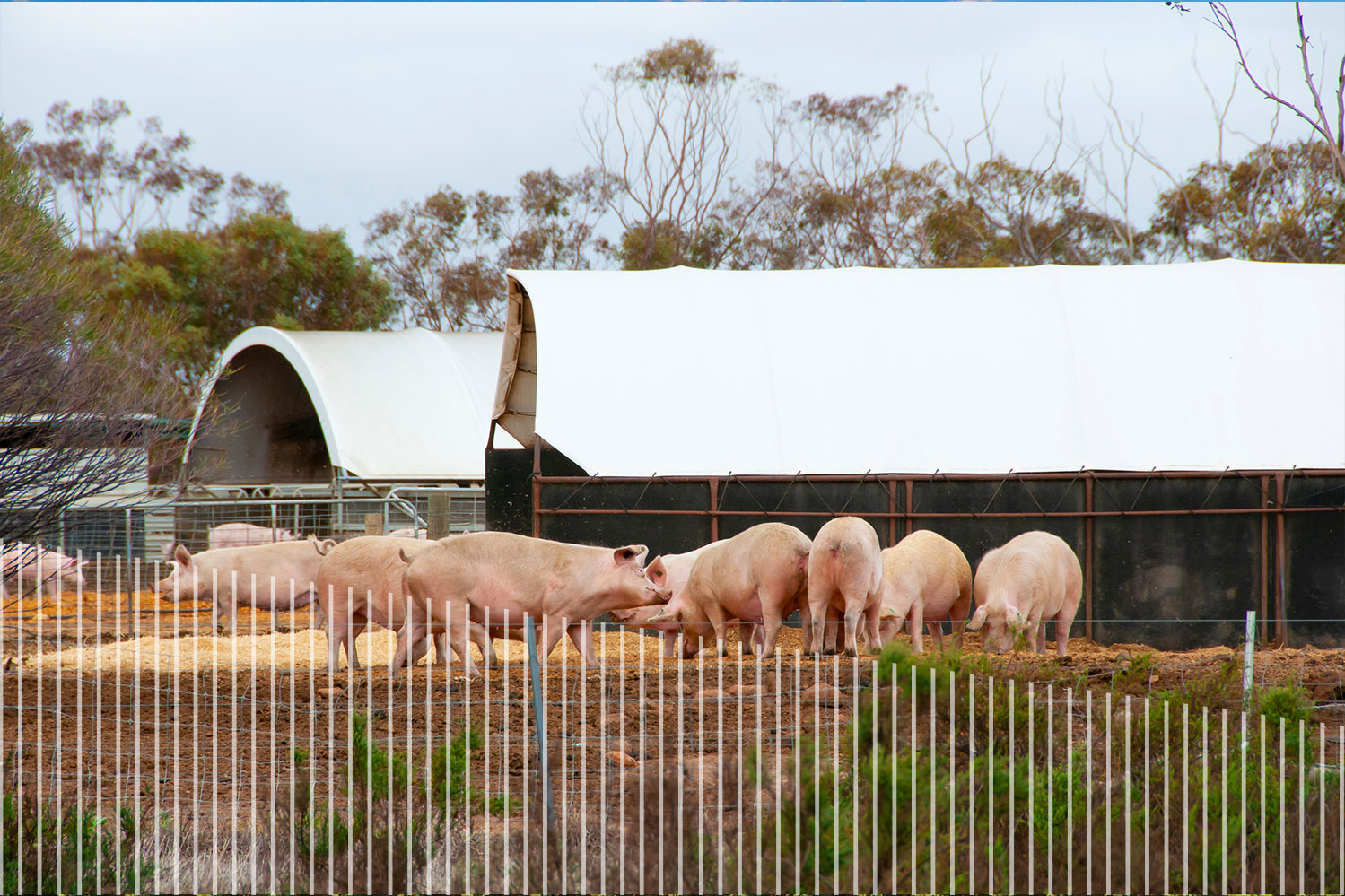 Pigs in Pen at Organic Farm
